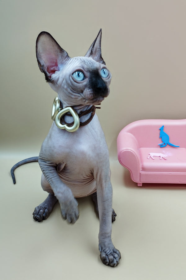 Lilu | Sphynx Kitten