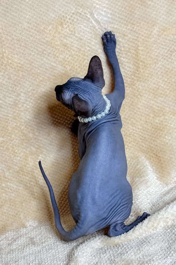 Lilu | Canadian Sphynx Kitten