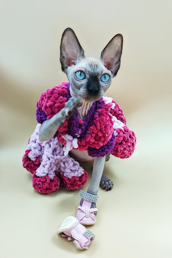 Lilu | Sphynx Kitten
