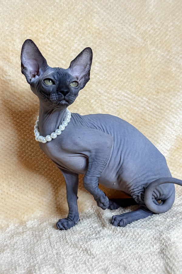 Lilu | Canadian Sphynx Kitten