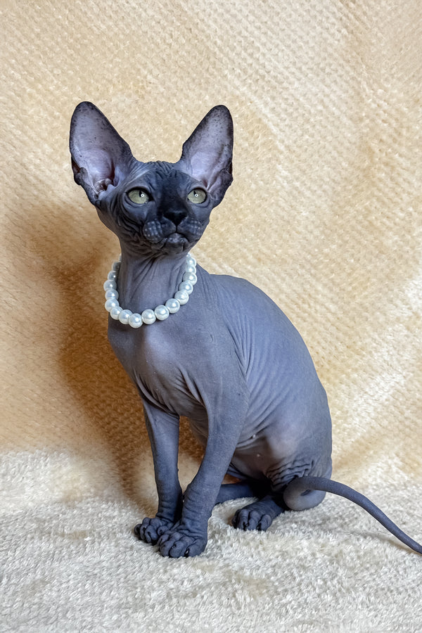 Lilu | Canadian Sphynx Kitten