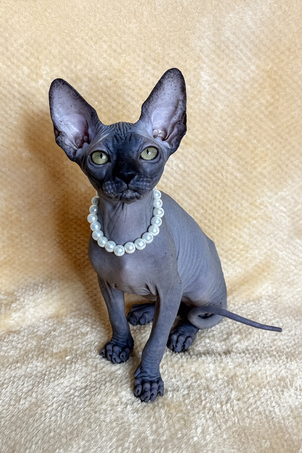 Lilu | Canadian Sphynx Kitten