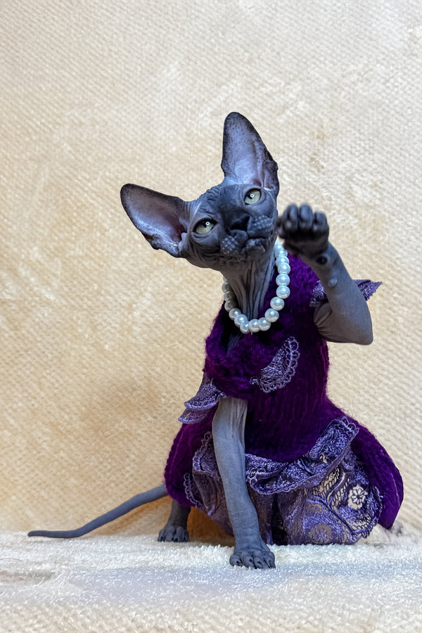 Lilu | Canadian Sphynx Kitten