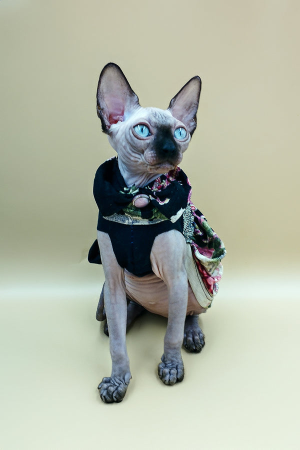 Lilu | Sphynx Kitten