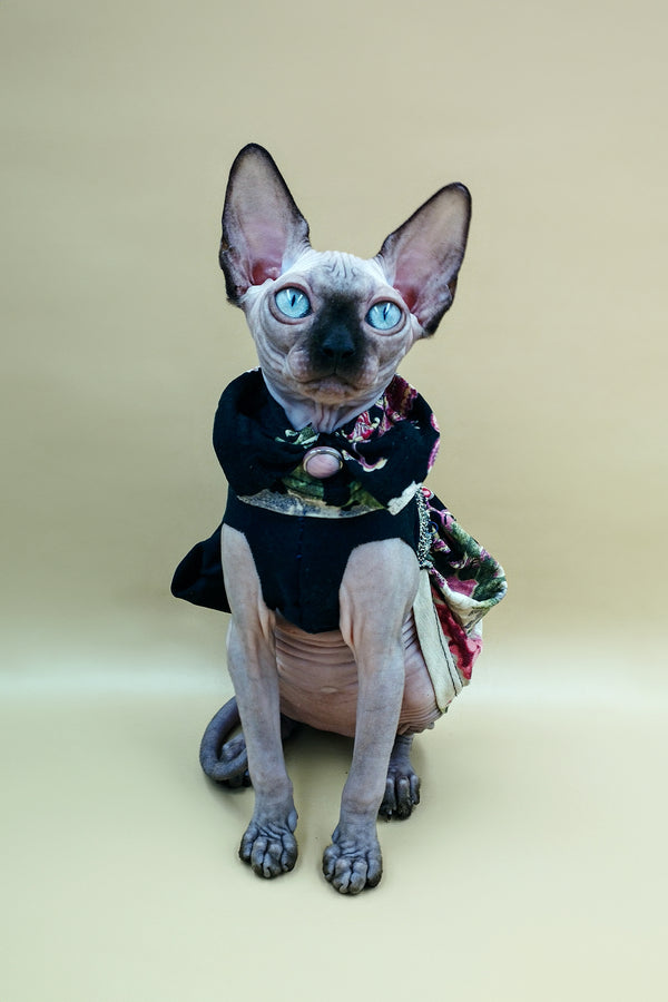 Lilu | Sphynx Kitten
