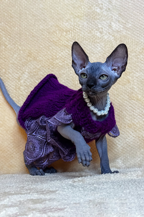 Lilu | Canadian Sphynx Kitten