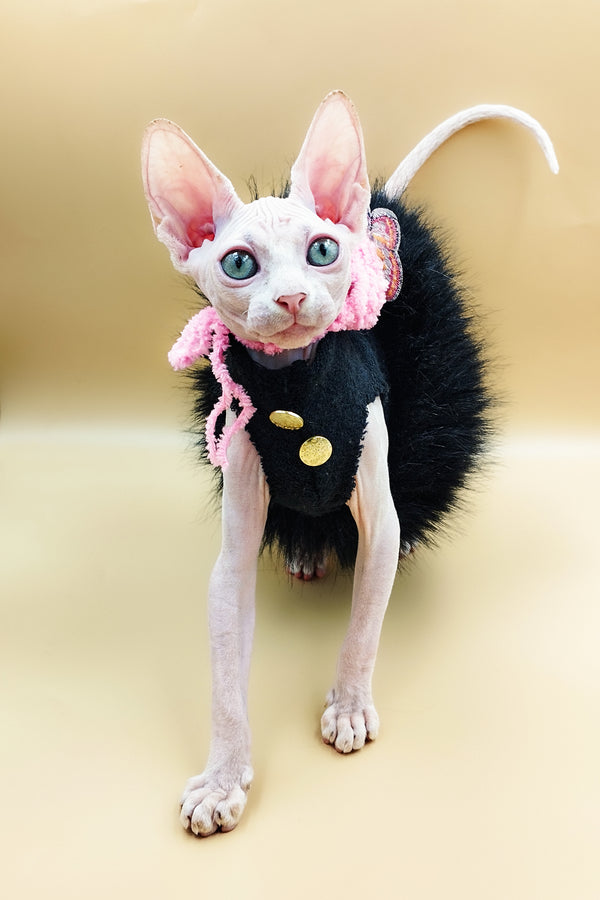 Lily | Sphynx Kitten