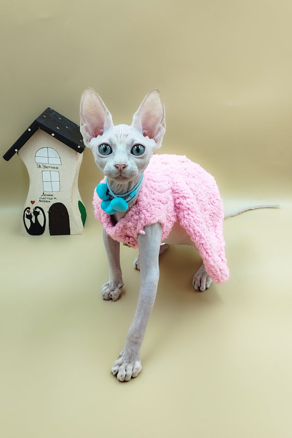 Lily | Sphynx Kitten