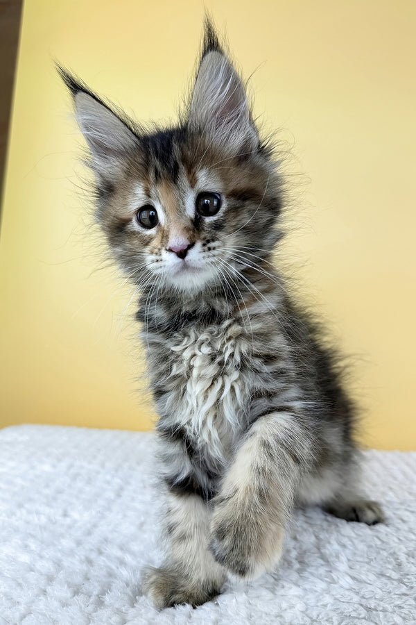 Meet Lily the Brown Patched Classic Tabby Maine Coon Kitten