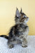 Meet Lily the Brown Patched Classic Tabby Maine Coon Kitten