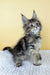 Meet Lily the Brown Patched Classic Tabby Maine Coon Kitten