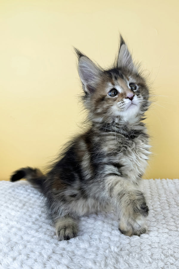 Meet Lily the Brown Patched Classic Tabby Maine Coon Kitten