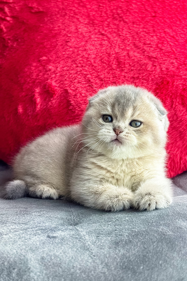 Lily | Scottish Fold Kitten