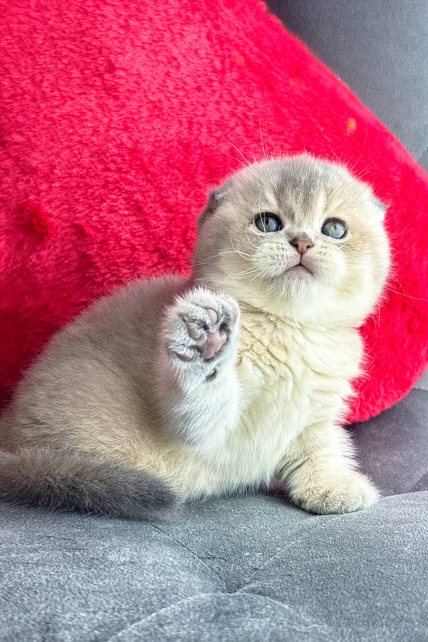 Lily | Scottish Fold Kitten