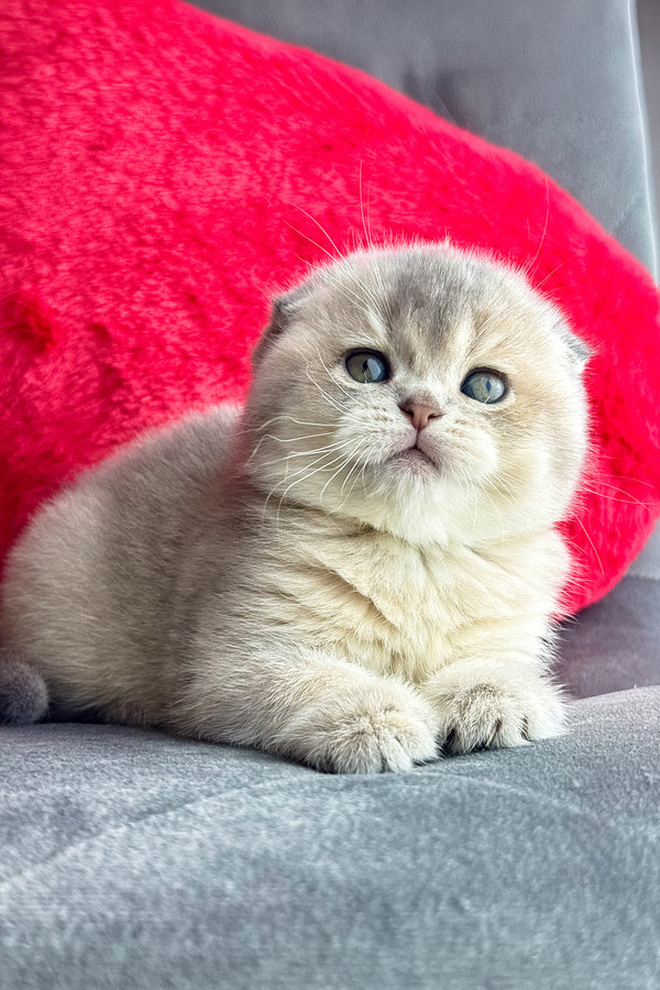 Lily | Scottish Fold Kitten
