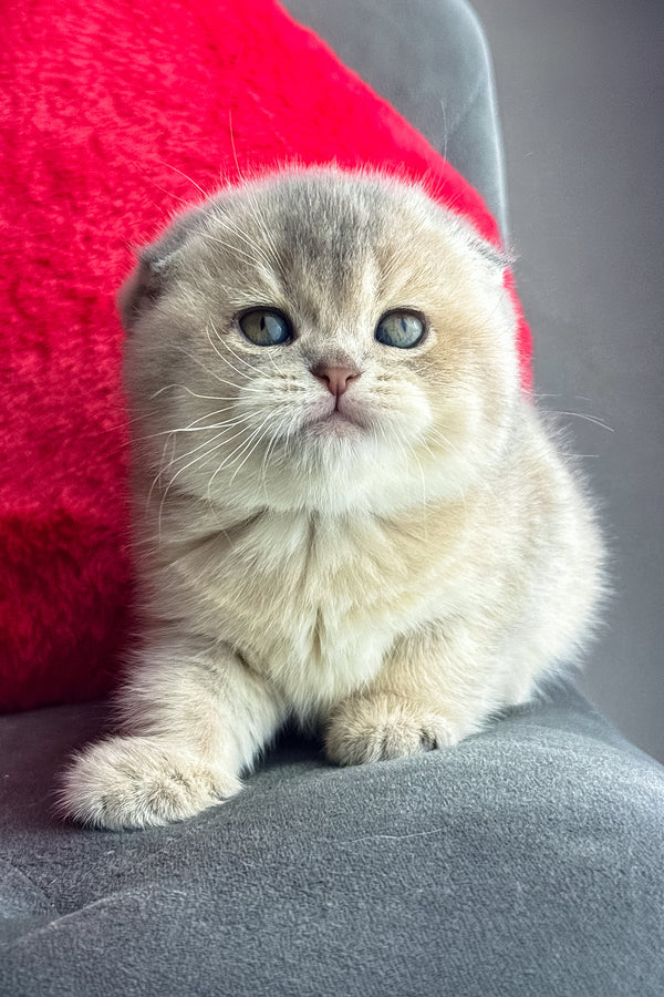 Lily | Scottish Fold Kitten