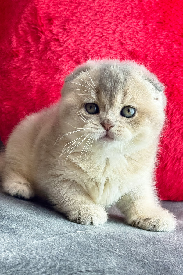 Lily | Scottish Fold Kitten