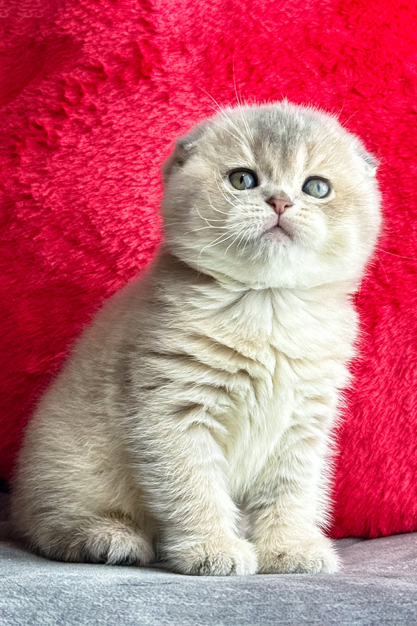 Lily | Scottish Fold Kitten