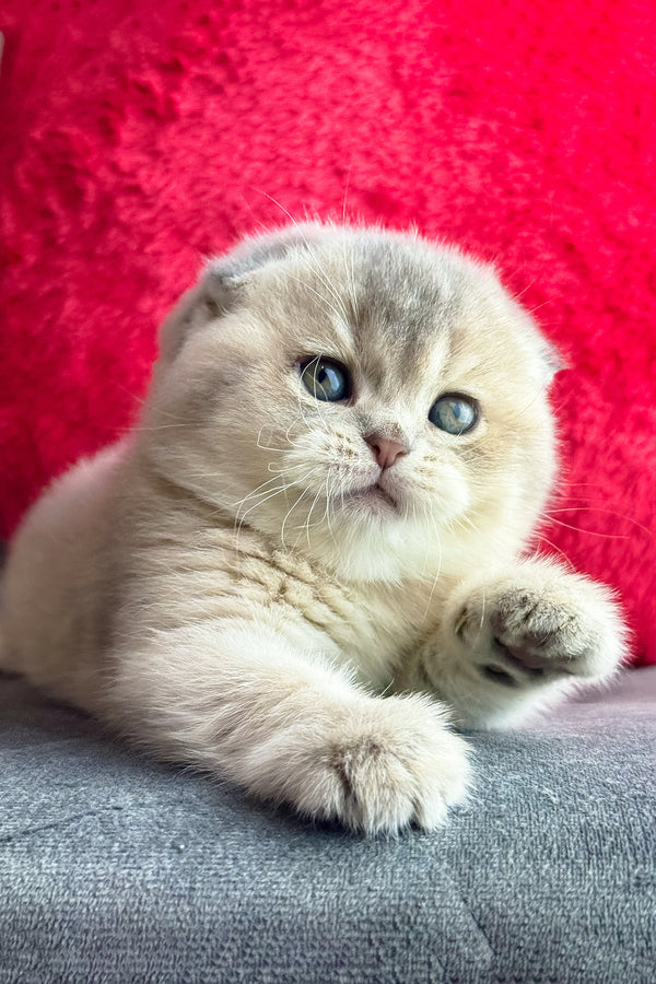 Lily | Scottish Fold Kitten