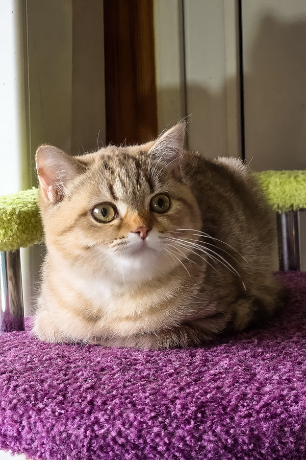 Lily | Scottish Straight Kitten