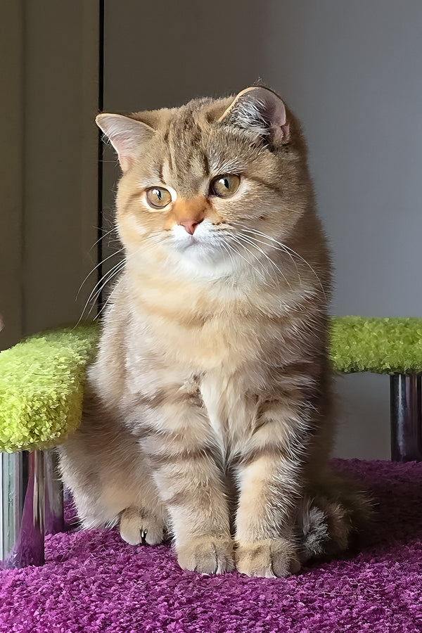 Lily | Scottish Straight Kitten