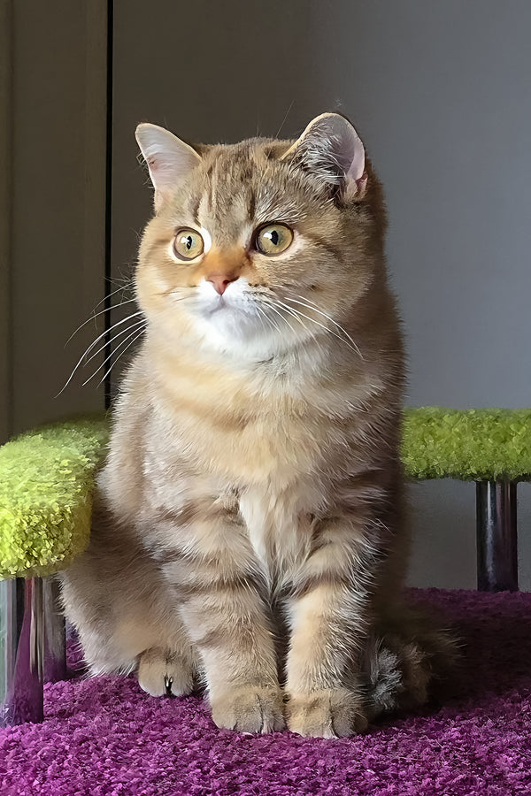 Lily | Scottish Straight Kitten