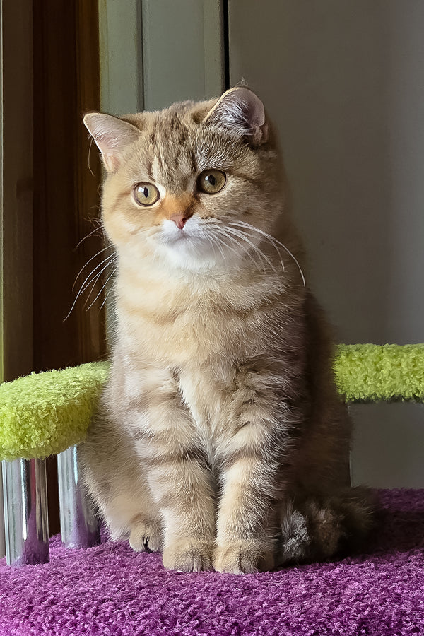 Lily | Scottish Straight Kitten