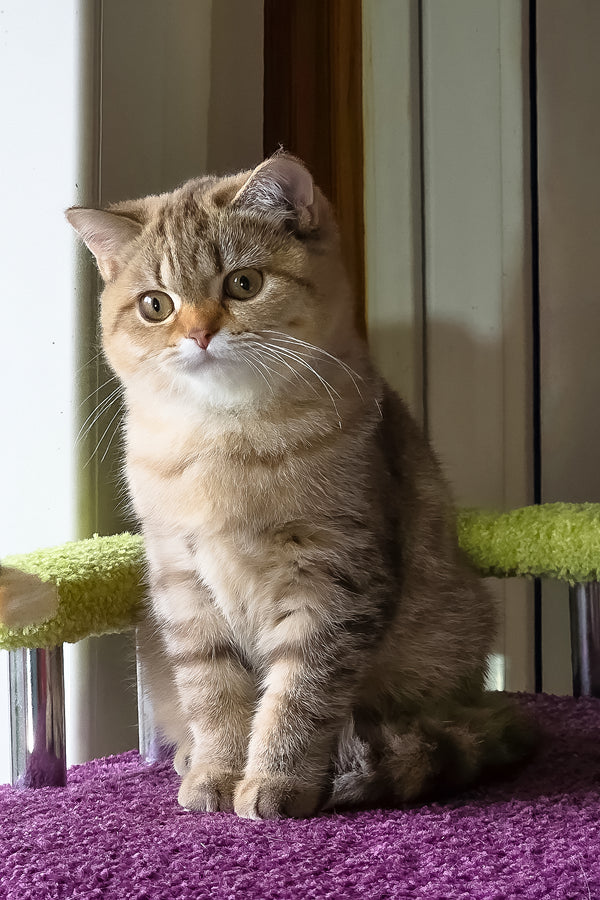 Lily | Scottish Straight Kitten