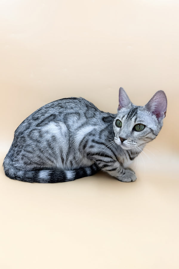 Lily | Bengal Kitten