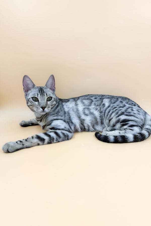 Lily | Bengal Kitten