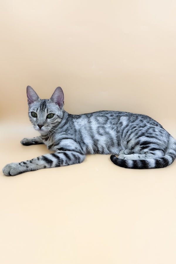 Lily | Bengal Kitten