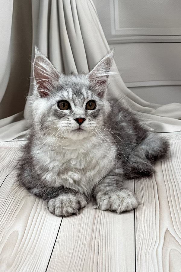 Lina | Polydactyl Maine Coon Kitten
