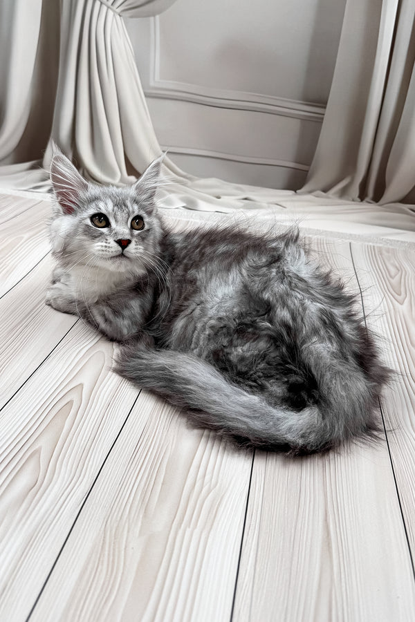 Lina | Polydactyl Maine Coon Kitten