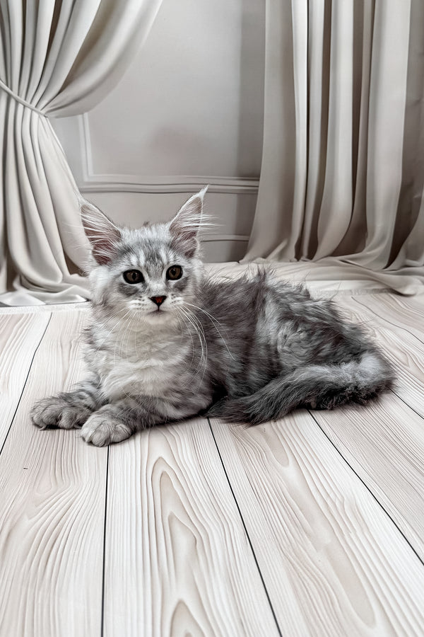 Lina | Polydactyl Maine Coon Kitten