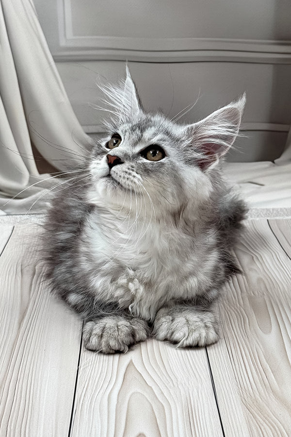 Lina | Polydactyl Maine Coon Kitten