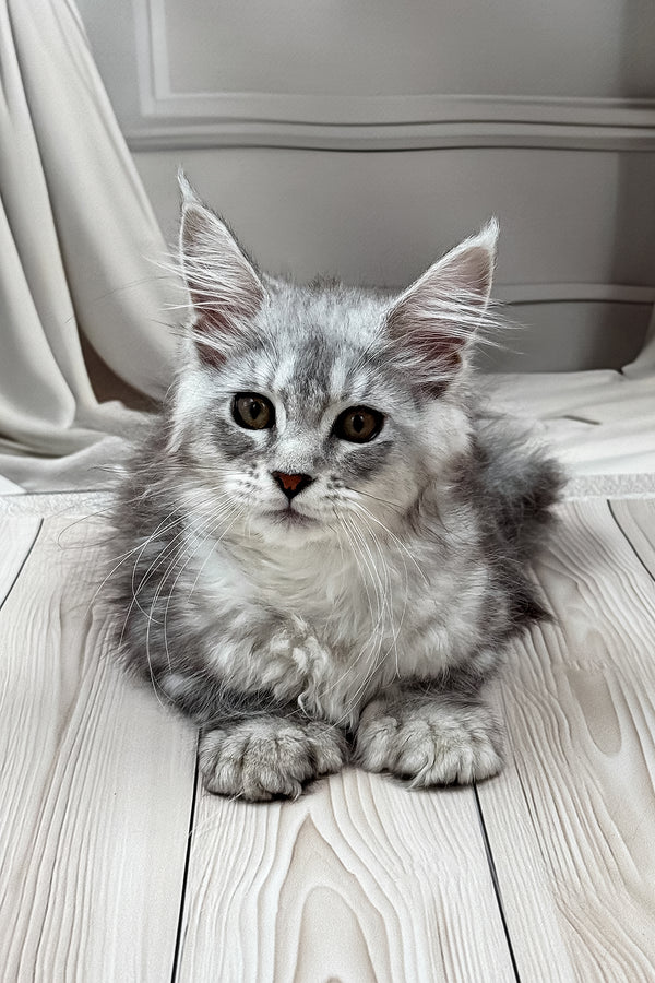 Lina | Polydactyl Maine Coon Kitten