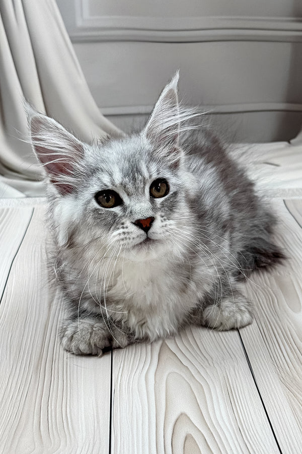 Lina | Polydactyl Maine Coon Kitten