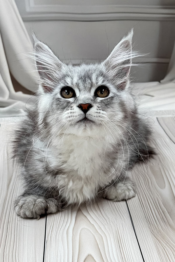 Lina | Polydactyl Maine Coon Kitten
