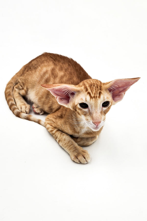 Linar | Oriental Kitten