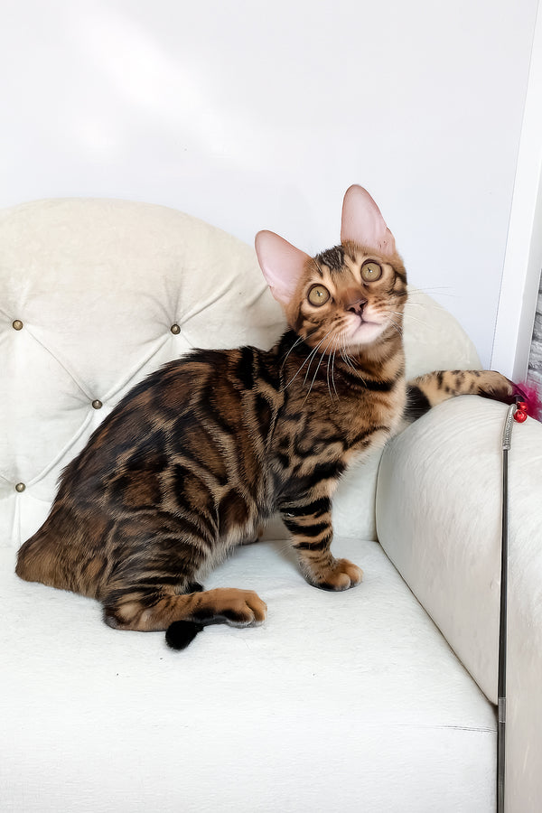 Linda | Bengal Kitten