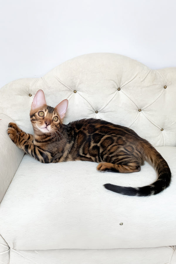 Linda | Bengal Kitten