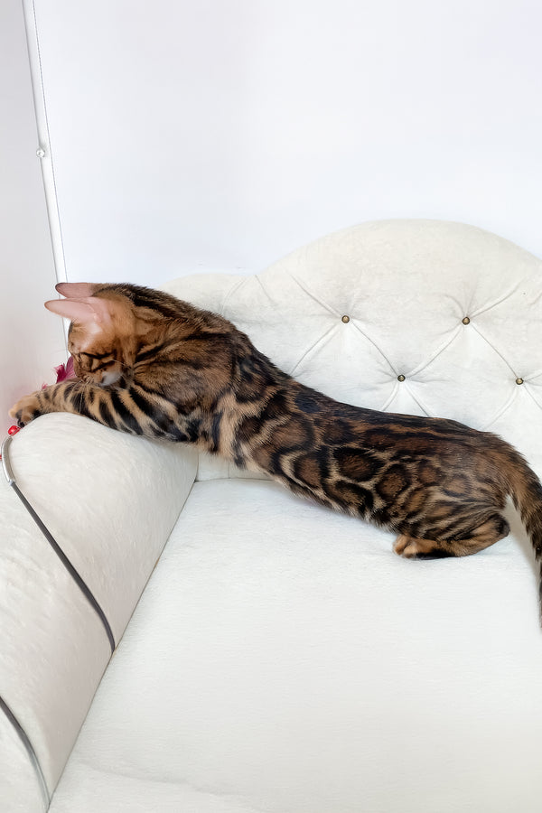 Linda | Bengal Kitten