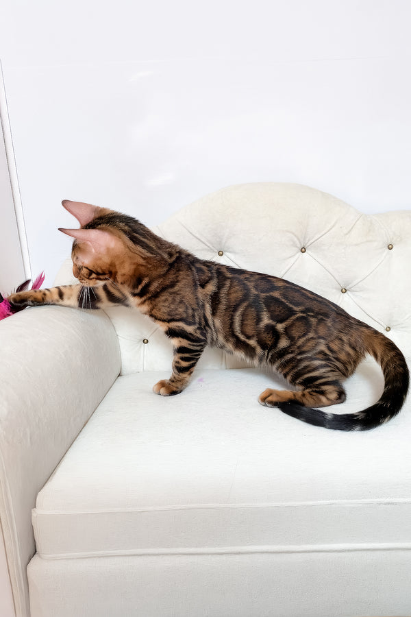 Linda | Bengal Kitten