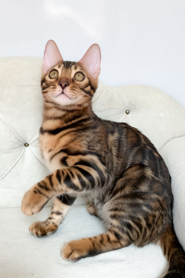 Linda | Bengal Kitten