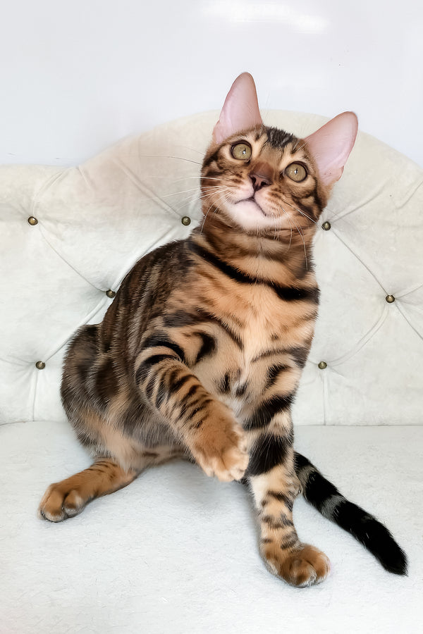 Linda | Bengal Kitten