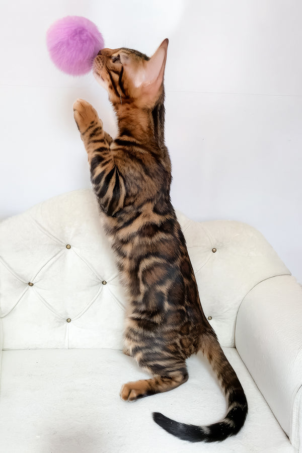 Linda | Bengal Kitten