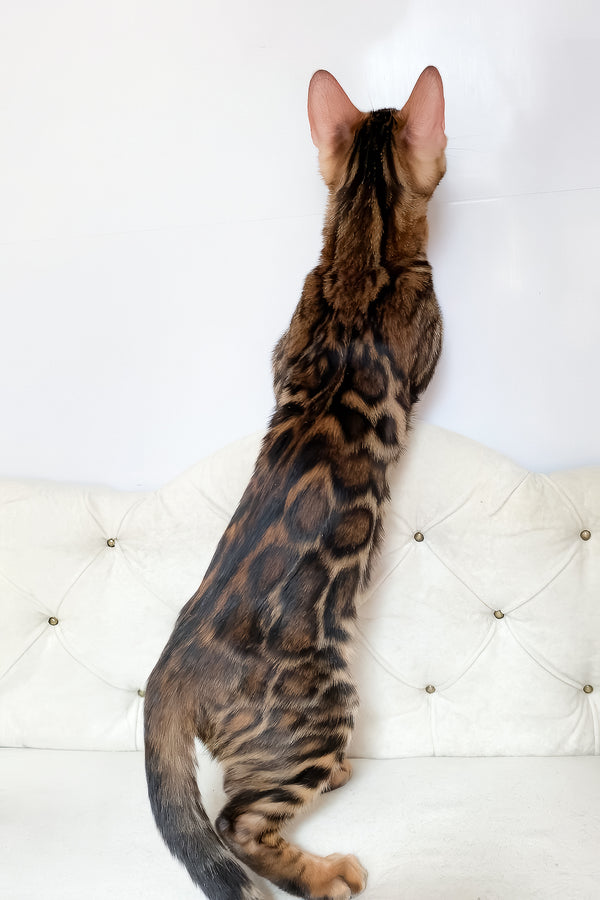 Linda | Bengal Kitten