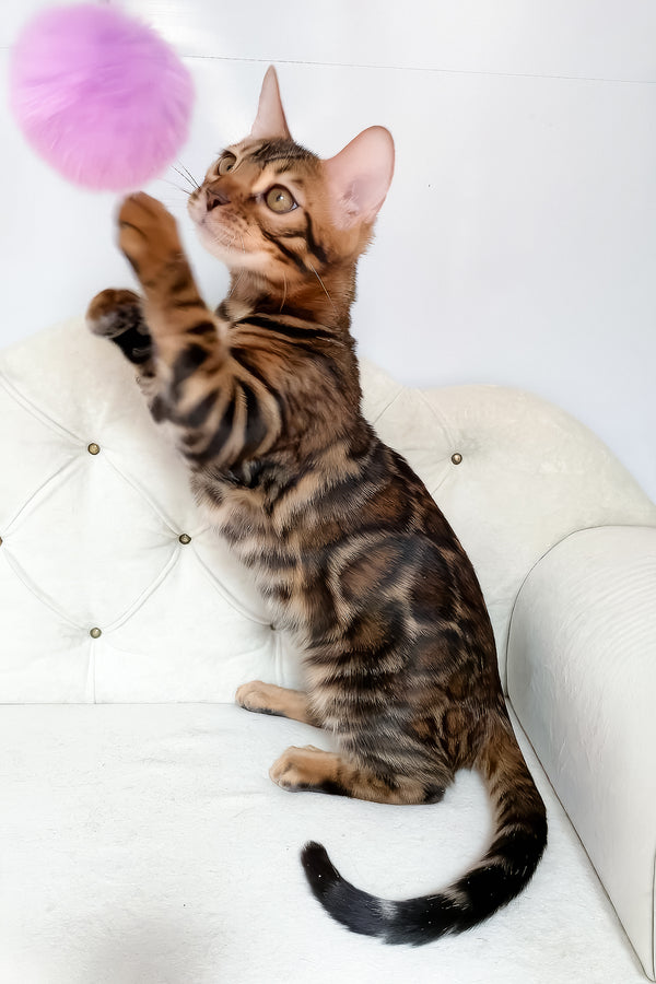 Linda | Bengal Kitten