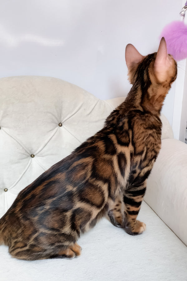 Linda | Bengal Kitten