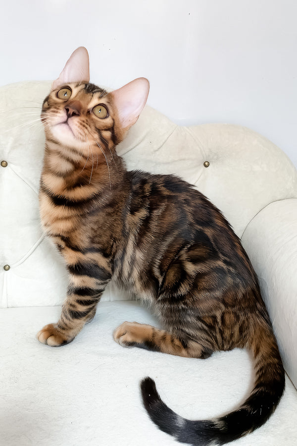 Linda | Bengal Kitten